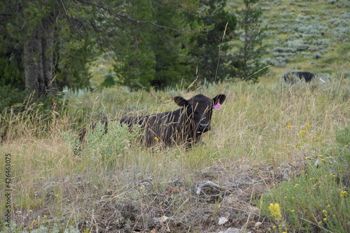 Peekaboo Cow