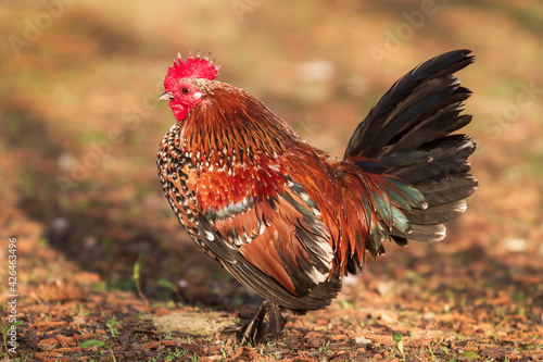 Beautiful colorful ornamental little rooster. He has a red comb and a lobe.