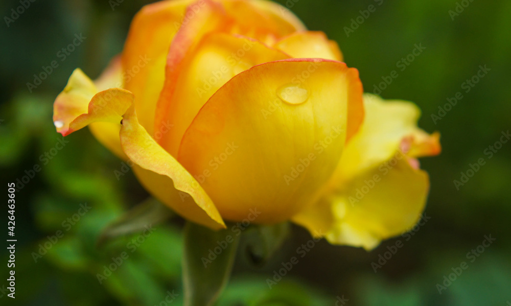 Rosa amarela com gotas de chuva