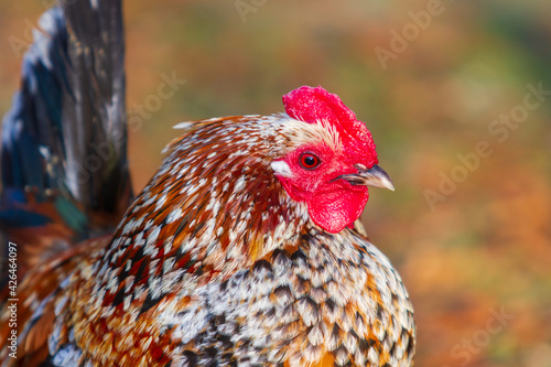 Beautiful colorful ornamental little hen. He has a red comb and a lobe.