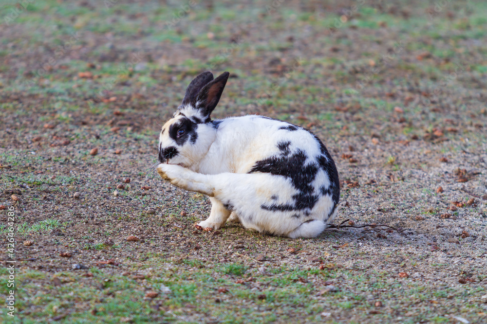 A black and white rabbit in a meadow licks its foot A black and white rabbit in a meadow licks its foot