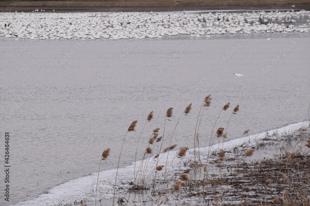Waterfowl on a pit stop in the vicinity of Montreal