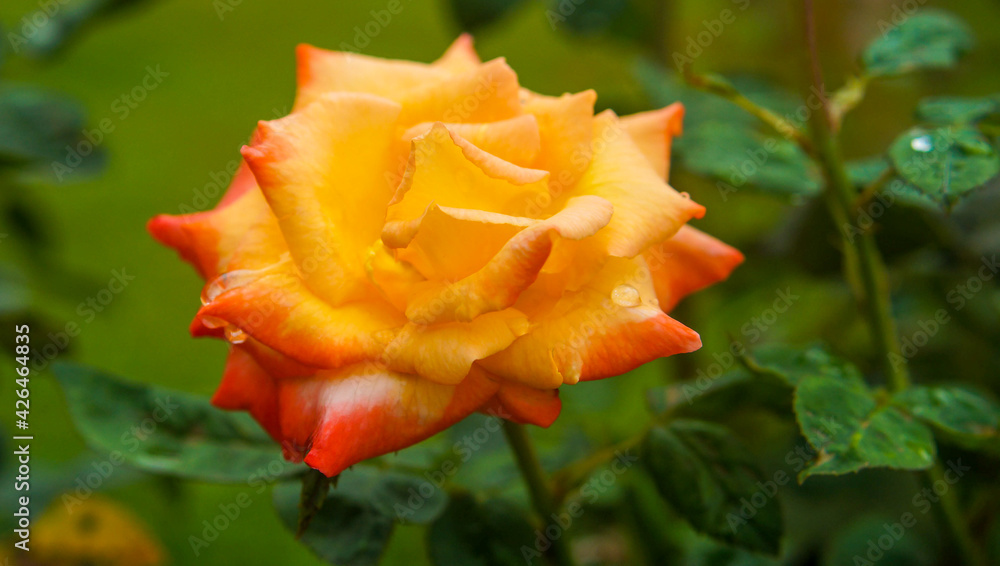 Rosa amarela e vermelha com gotas de chuva Rosa amarela e vermelha com gotas de chuva