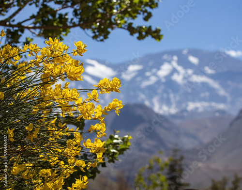 tree in the mountains