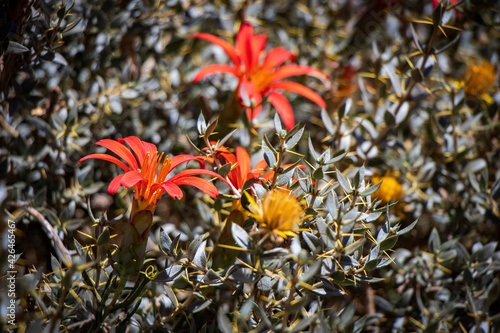 red and yellow flowers