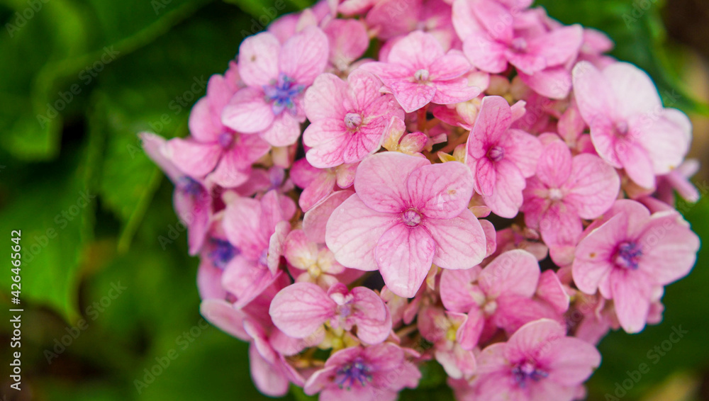 Hortênsia Hortênsia