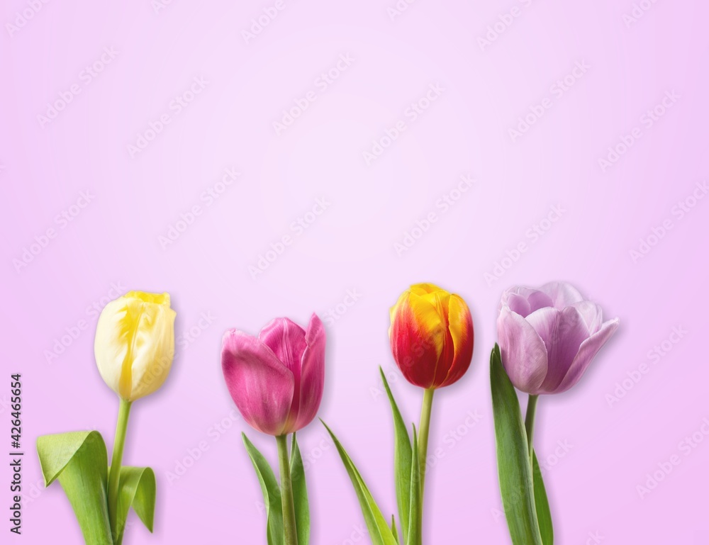 Fototapeta premium Woman.