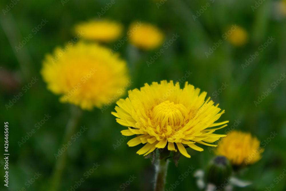 Yellow dandelion flowers on green background, Italy Yellow dandelion flowers on green background, Italy