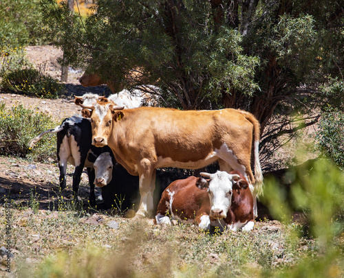 cows in the field