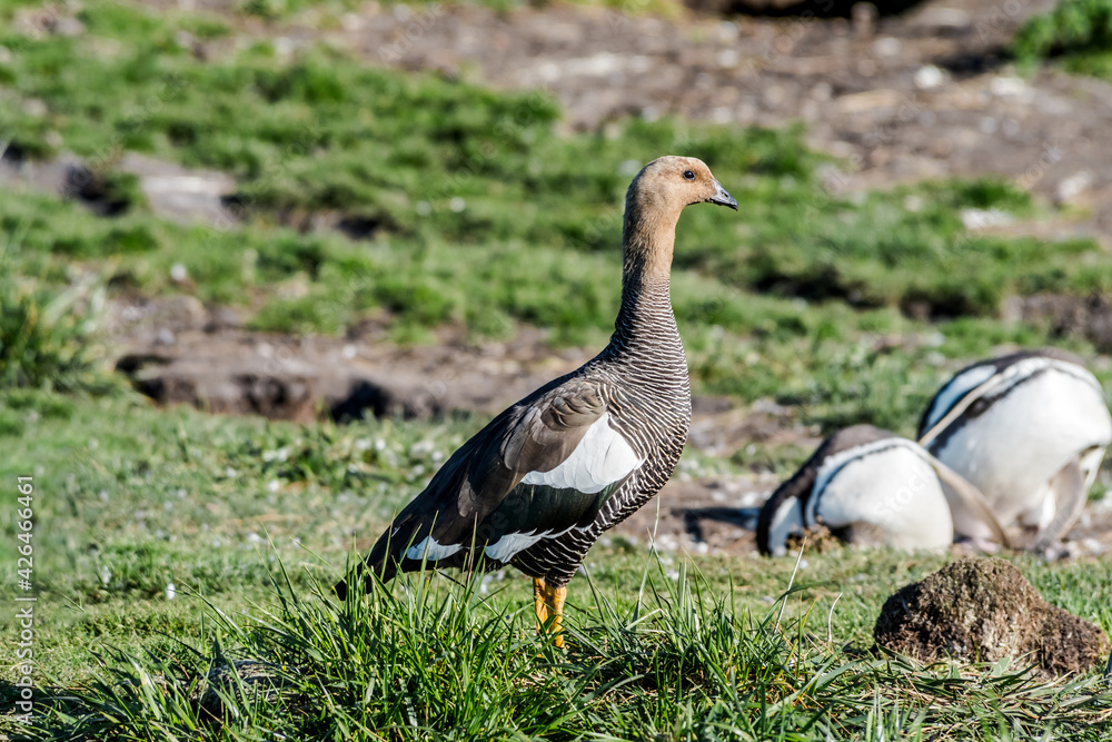 Female of Upland Goose (Chloephaga picta) at penguin colony, Land of Fire (Tierra del Fuego), Argentina Female of Upland Goose (Chloephaga picta) at penguin colony, Land of Fire (Tierra del Fuego), Argentina