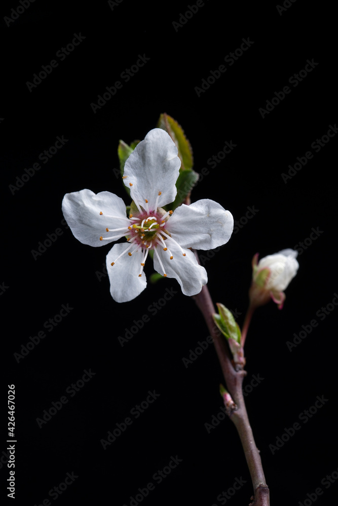 spring flower macro