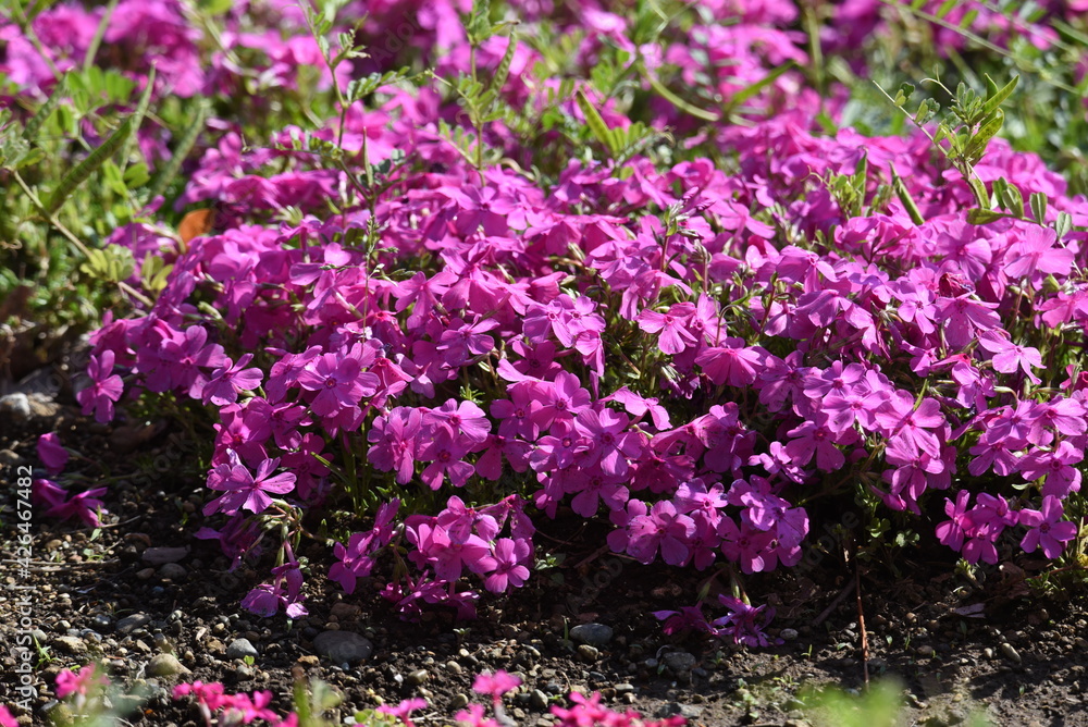 Moss phlox blooms pink, purple, blue and other flowers from spring to early summer, and it looks like a carpet of flowers. Moss phlox blooms pink, purple, blue and other flowers from spring to early summer, and it looks like a carpet of flowers.