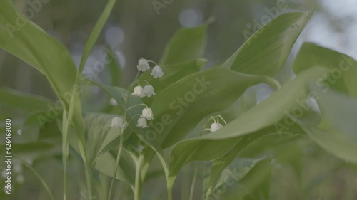 A close up of a lily of the valley. Slider
