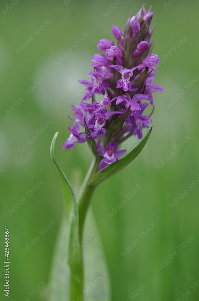 Obraz premium Orchis incarnat
