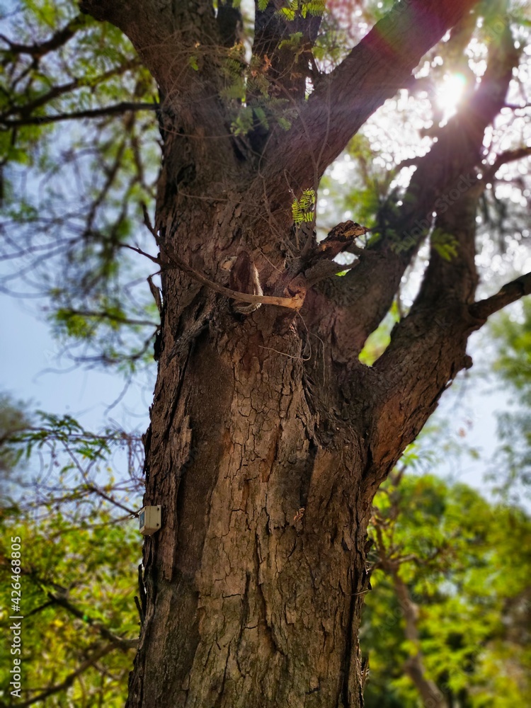 trunk of a tree looks very good during sunlight.