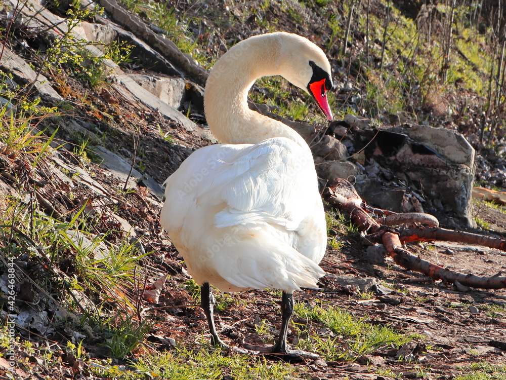 Fototapeta premium Prague, Holesovice, CZ, 04.2021, bird day