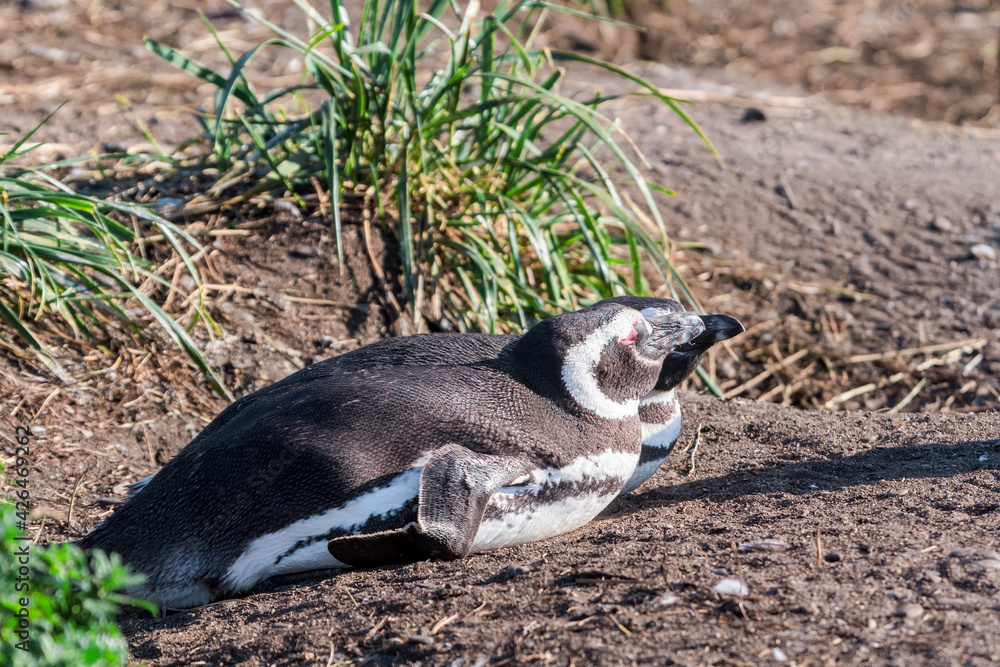 Magellanic Penguins (Spheniscus magellanicus) at colony, Land of Fire (Tierra del Fuego), Argentina