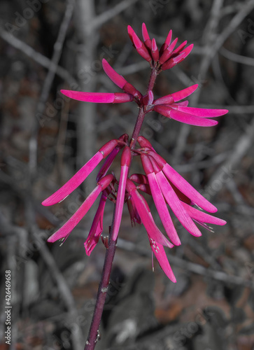 Coral bean. Erythrina herbacea. Range: along the coastal plain, southeast North Carolina south to Florida; west to Texas. Visited by hummingbirds. Florida. USA, bright red bloom spike photo