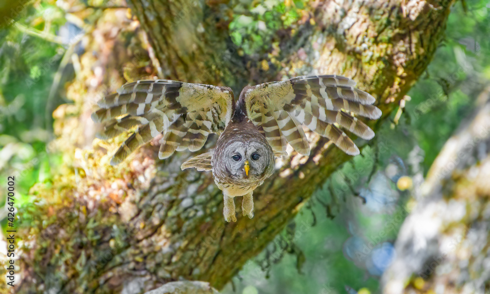 Obraz premium Barred owl (Strix varia) flying towards camera, wings up and spread, eyes focused, determined look, green live oak trees and leaves bokeh background, back lighting on feathers, legs hanging down
