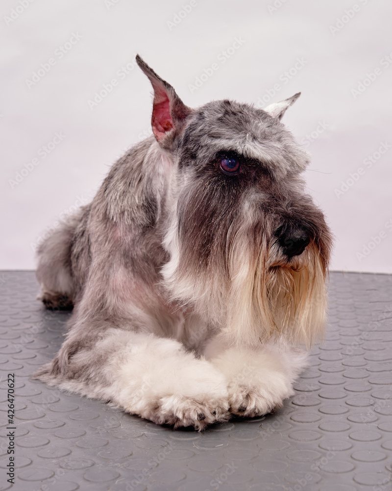schnauzer lies on a table in front of a white background after grooming