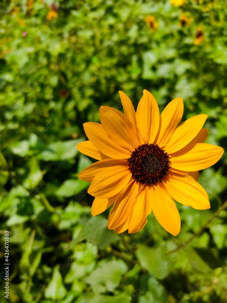 This Sunflower looks very beautiful flower, and looks very happy in Sunlight This Sunflower looks very beautiful flower, and looks very happy in Sunlight