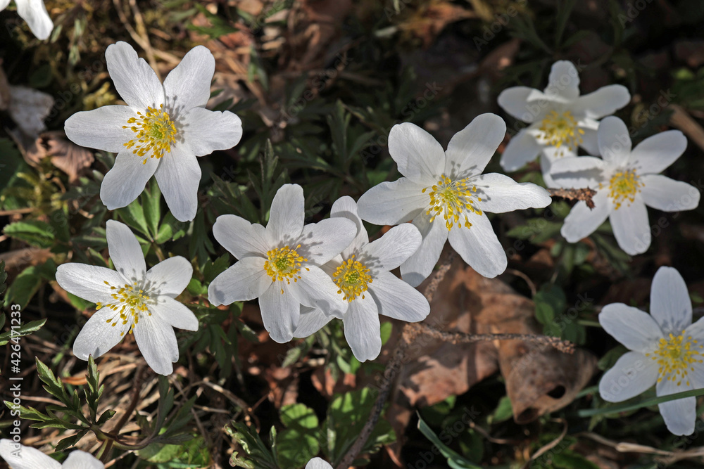 Anemone nemorosa is an early-spring flowering plant in the genus Anemone in the family Ranunculaceae Anemone nemorosa is an early-spring flowering plant in the genus Anemone in the family Ranunculaceae