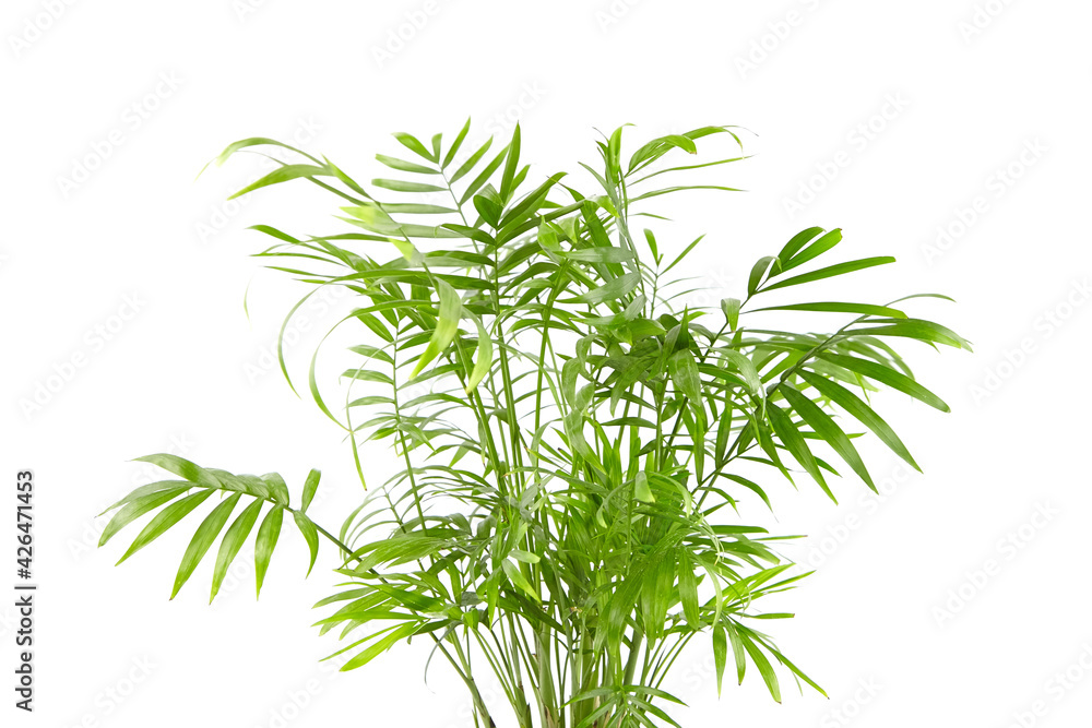 Chamaedorea Elegans isolated on white background. Parlour Palm, houseplant green leaves Chamaedorea Elegans isolated on white background. Parlour Palm, houseplant green leaves