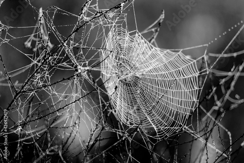 Really complex spider web with some dew backlit by the early morning sun at the San Jacinto wildlife area near Lake Perris in Southern California