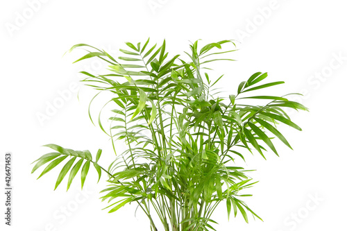 Chamaedorea Elegans isolated on white background. Parlour Palm, houseplant green leaves