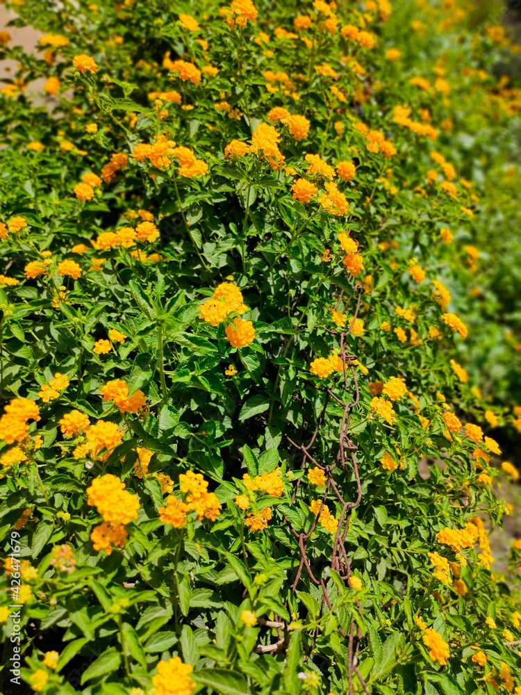 Bunch of Yellow flower fed in the scorching sun and looks pretty happy.