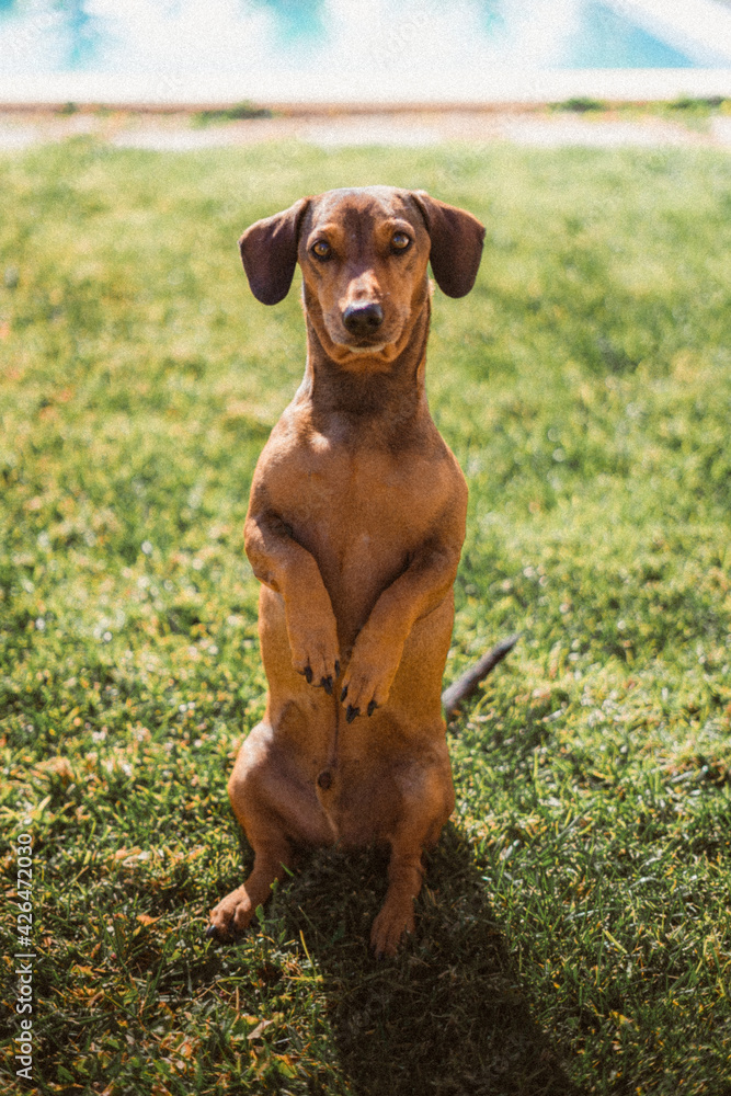 cute dachshund sitting in the grass cute dachshund sitting in the grass