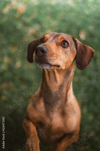 dachshund cute face © Andre