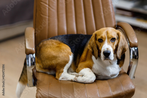 he beagle dog lies on the chair. Relaxes and rests. Homework. High quality photo