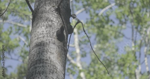 Great black woodpecker peeking out of the hollow
