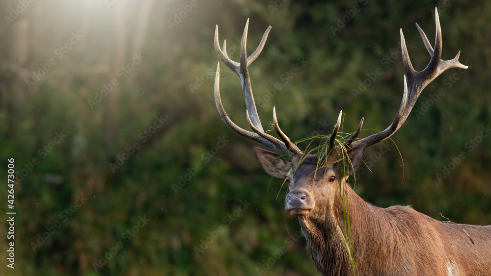 Naklejka premium Red deer stag looking in forest with sun rays in background