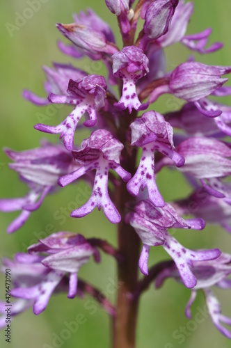 Orchis militaire