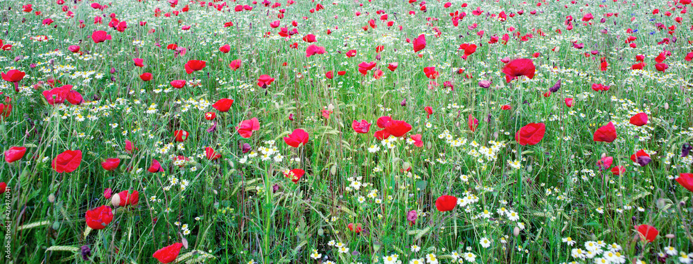 Red poppies on green field background.