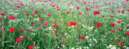 Red poppies on green field background. © Swetlana Wall