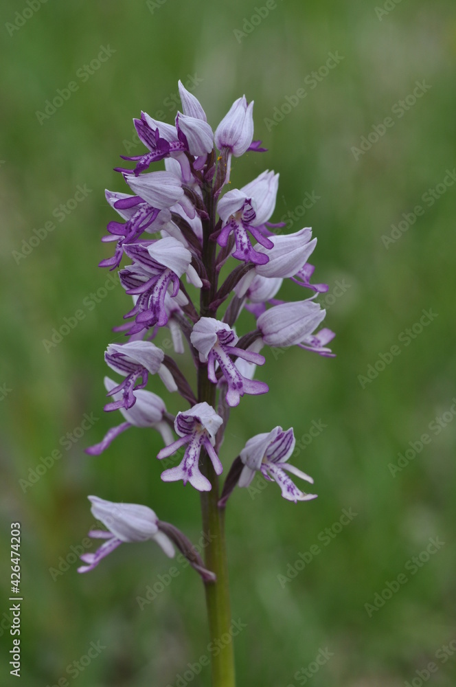 Obraz premium Orchis militaire