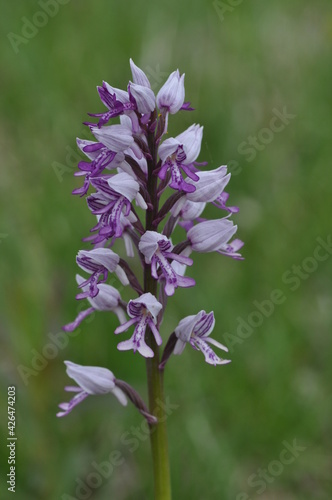 Orchis militaire