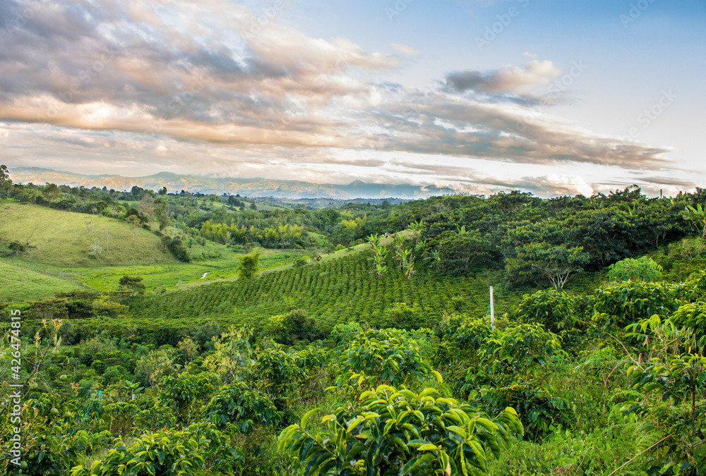 Cafetal y atardecer, eje cafetero, finca de café, cultivo de café, paisaje cafetero, café en las montañas, café colombiano, cafetal en Colombia