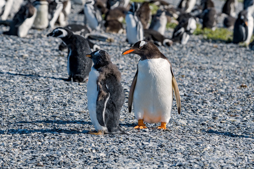 Adult Gentoo Penguin  Pygoscelis papua  with chick at colony  Land of Fire  Tierra del Fuego   Argentina