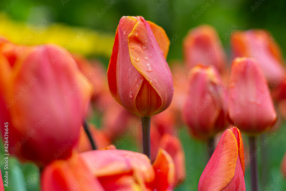 Red tulips. Group of red flowers. Gardens of Madrid covered in flowers. Botany