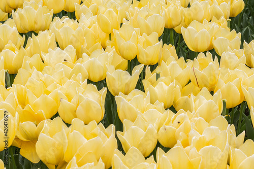 Yellow tulips. Group of yellow flowers. Gardens of Madrid covered in flowers. Botany
