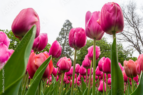 Pink tulips. Group of pink flowers. Gardens of Madrid covered in flowers. Botany