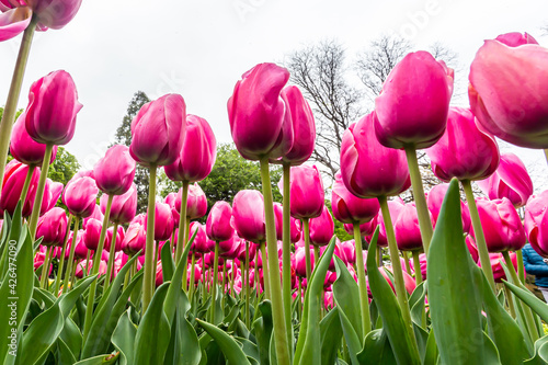 Pink tulips. Group of pink flowers. Gardens of Madrid covered in flowers. Botany