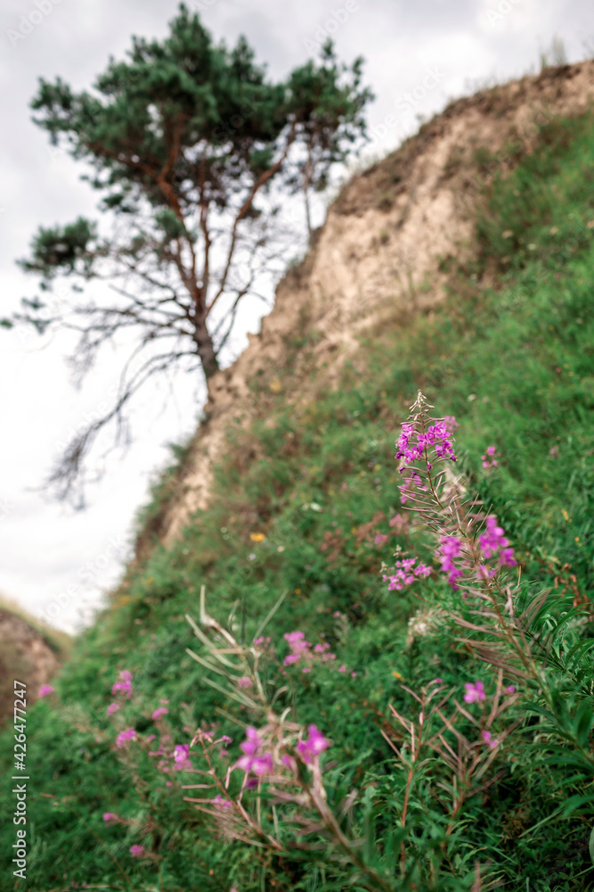 Fototapeta premium Summer nature, digital detox, escape and getaway, calm summertime, lifestyle outdoors, local travel and vacation