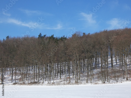 Snowscape with trees in the forest under blue sky on sunny winter day, Trzepowo, Pomorskie province, Poland