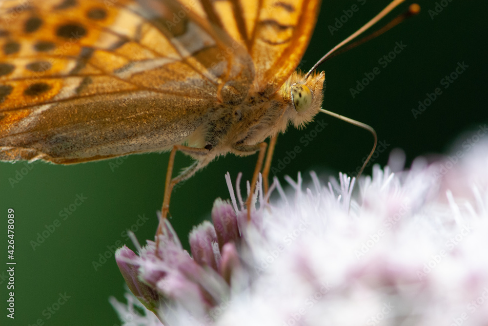 Obraz premium Close-up silver-washed fritillary butterfly on violet flower in sun light