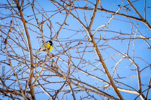 A titmouse sits on a branch in the forest.